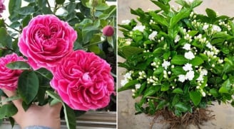 6 loại hoa trồng ban công, hoa nở quanh năm, lúc nào cũng thơm nức