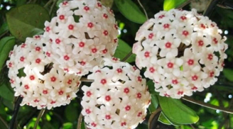 Lan cẩm cù – loài cây cả lá và hoa đẹp như ngọc, loại cây phong thủy nhiều tài lộc, xua đuổi vận xui