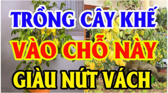 Cây khế tượng trưng cho Tài Lộc trong ngũ hành đừng trồng linh tinh: Chỉ cần 1 cây ở vị trí này giàu ụ