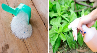 Hướng dẫn cách dùng bột giặt diệt sâu bọ cực tốt, lại giúp cây cảnh luôn xanh tươi