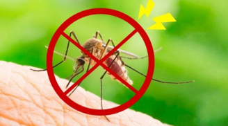 Muỗi sợ nhất bát 'nước' này: Đặt trong nhà, muỗi và côn trùng bị tiêu diệt sạch không còn con nào