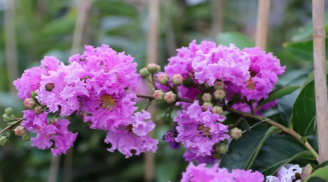 Không chỉ có màu tím tuyệt đẹp, sự tích về hoa Bằng lăng còn rất cảm động và ý nghĩa hay