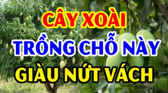 Trồng cây xoài trước cửa nhà có tốt cho phong thủy hay không?