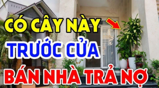 Sân nhà không trồng 3 cây, vào nhà không treo 3 vật, làm sai cả người và của lao đao