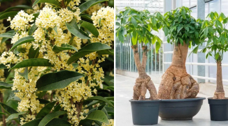 2 loại cây cảnh với cả 5 mệnh: Trước nhà trồng một cây, gia chủ cầu tài đắc tài, cầu lộc đắc lộc