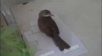 Dân gian có câu: 2 loài chim vào nhà thì sớm muộn xuất quý nhân, đừng xua đuổi chúng