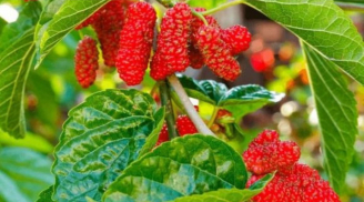 5 cây âm không trồng ở trong nhà là những cây nào? Có người đã nhìn thấy nhưng không biết