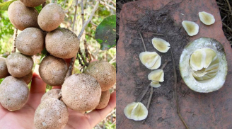 Loại quả dân dã nay lên đời thành đặc sản, giải nhiệt ‘cực đã’, dẫn thành phố ‘phát cuồng’