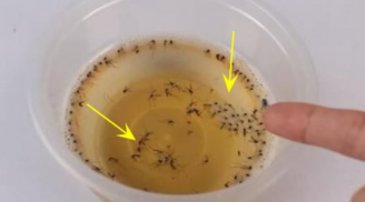 Muỗi sợ nhất bát nước này: Cứ đặt 1 bát trong nhà muỗi sẽ bị tiêu diệt sạch