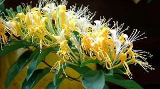 Kim Ngân Hoa, loài hoa đẹp giải nhiệt, có mùi hương ngọt ngào, đặc biệt thu hút ong và chim hút mật