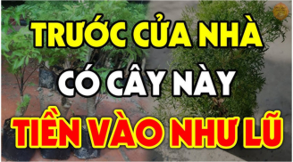 3 loại cây trồng trước nhà nào nhà đó giàu lên chóng mặt: Chỉ cần 1 cây thôi tiền cũng về như nước