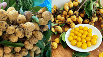 Loại quả xưa không ai biết đến, nay gây sốt dân thành phố, giá 45.000 đồng/kg
