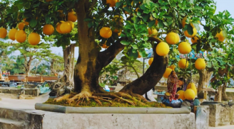 Trồng cây bưởi trước nhà là tốt hay xấu theo phong thủy?