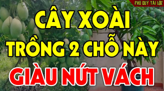 Trồng cây Xoài trước cửa nhà có tốt theo phong thủy không?