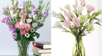 3 loài hoa may mắn trưng trong phòng khách, tài lộc sẽ ùn ùn kéo về