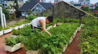Mùa hè trồng rau gì trong thùng xốp trên sân thượng tươi tốt, nhanh ăn