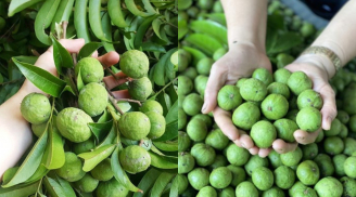 Mua sấu đừng chọn quả to, nhìn điểm này để biết đâu là sấu ngon, nhiều thịt