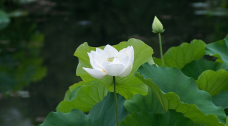 Ngoài vẻ đẹp thuần khiết, hoa sen trắng còn tiềm tàng ẩn sâu ý nghĩa bên trong, đó là ý nghĩa gì?