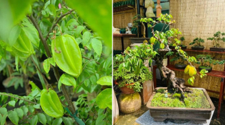 Trồng cây khế trước nhà có ý nghĩa phong thủy tốt hay xấu?