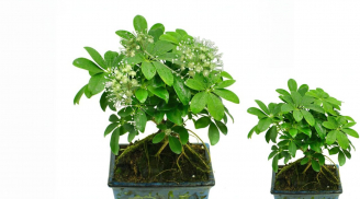Nuôi 4 cây này trong nhà mà thấy chúng nở hoa, cẩn thận có điềm, xử lý ngay kẻo mất tài lộc