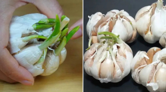Tỏi mọc mầm ăn được nhưng có phải loại bỏ phần mầm xanh trước khi ăn không?