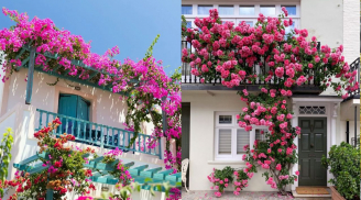 Ban công hướng Tây trồng cây gì: Có 10 loại chịu nắng tốt, ra hoa quanh năm, vừa đẹp vừa mát nhà