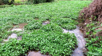 Trồng 3 loại rau này, chỉ cần có nước và độ ẩm cao là sống tốt, lớn nhanh ăn không kịp