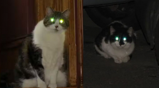 Vì sao khi ở trong bóng tối, mắt mèo lại phát sáng?