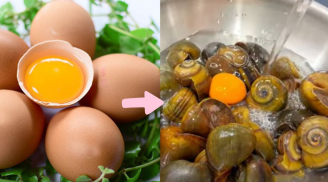 Đập quả trứng vào thau ốc ngâm có tác dụng gì? Bạn sẽ bất ngờ khi biết lý do