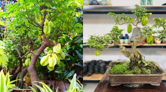 Trồng cây khế phong thủy nên trồng khế chua hay khế ngọt?