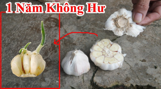 Cách bảo quản tỏi cực lâu, để nhiều tháng không hỏng, không ọp