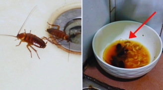 7 cách đuổi gián ra khỏi nhà đơn giản, tiết kiệm, không còn bóng dáng 1 con nào