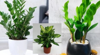 Đặt 4 thứ này ở phòng khách để hút tài lộc, gia đình quanh năm hưng vượng