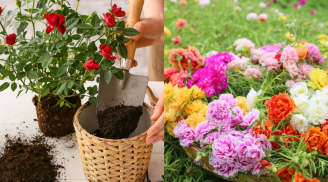 Bí quyết ‘nhân hoa’ mùa hè: 8 loại hoa giâm cành dễ sống, nở rực rỡ cho khu vườn thêm bừng sắc