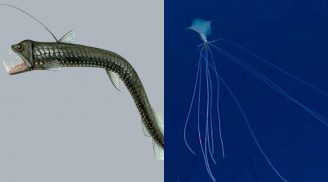 Bí ẩn đại dương: Nơi sinh sống của những sinh vật kỳ lạ nhất Trái Đất