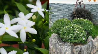 Mang ‘phúc khí’ vào nhà với cây cảnh hoa nở quanh năm, thơm nhẹ, giúp thư giãn