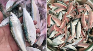 3 loại cá ít thủy ngân, giàu omega-3 như cá hồi, giá cả phải chăng, người lớn hay trẻ nhỏ ăn đều tốt