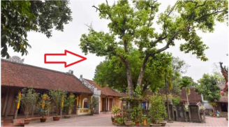 Tổ tiên dặn kỹ: 3 loại cây này trồng trước nhà, nhà tan cửa nát đó là cây gì