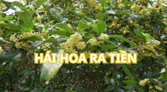 Trồng cây này trước nhà cho tiền thật, như chôn hũ vàng mang lại may mắn tốt lành, rước quý nhân vào nhà