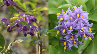 Bỏ túi ngay bí kíp trồng loài hoa siêu dễ, nở hoa rực rỡ suốt 4 mùa