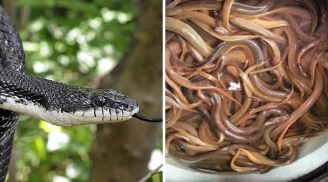 Lươn không có độc, nhưng rắn không dám đụng tới: Tại sao?