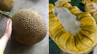 Mẹo chọn mít chín cây tự nhiên, ít xơ, múi dày ngọt lịm