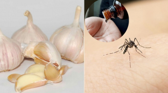5 cách đuổi muỗi bằng nguyên liệu đơn giản nhà nào cũng có: Muỗi cả đàn cũng bay xa Không cần phun thuốc