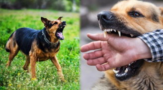 Bị chó đã tiêm phòng dại cắn, con người có cần tiêm phòng nữa không?