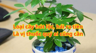Có nên trồng cây ngũ gia bì trong nhà không? Vì sao cây ngũ gia bì được nhiều người yêu thích?