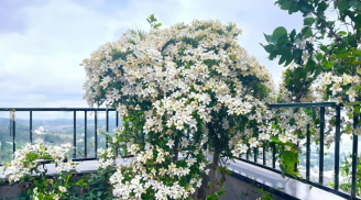 Trồng cây dành dành có ý nghĩa gì trong phong thủy?