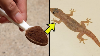 Cách đuổi thạch sùng ra khỏi nhà đơn giản, không còn bóng dáng 1 con nào