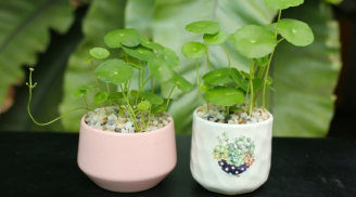 Mở cửa vào nhà có 3 loại cây này, tài lộc sẽ chảy ào ào vào nhà