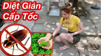 Loài gián sợ nhất thứ này, đặt vào góc phòng vừa thoáng mát vừa đuổi hết côn trùng