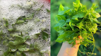 Cây dại ‘sủi bọt’ như xà phòng, ăn ngon giòn ngọt thành đặc sản ‘hot hit’ giá 60.000 đồng/kg ai cũng săn lùng